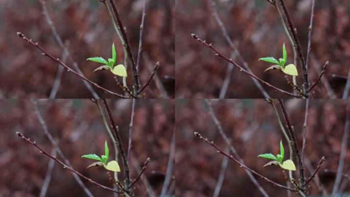 春天在树枝上生长的新芽绿叶的特写