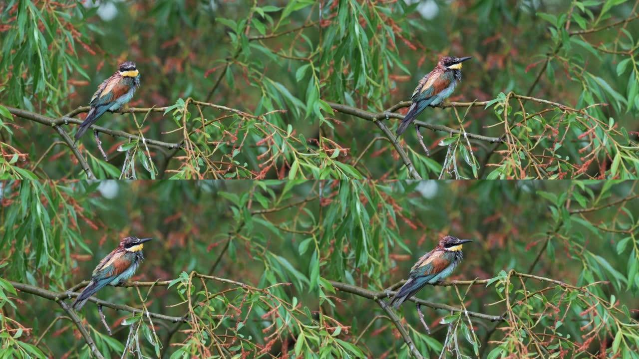 欧洲食蜂鸟 (Merops apiaster) 在树枝上，浸湿了，试图起飞，但不能。