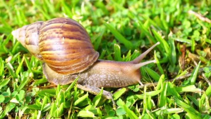 蜗牛在草地上慢慢移动