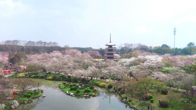 武汉东湖樱园
