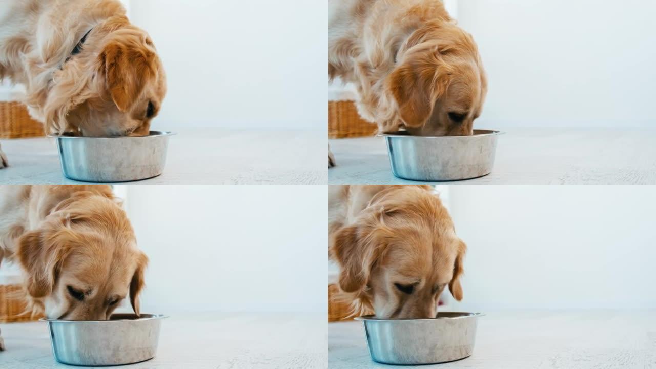 金毛猎犬狗吃金毛猎犬狗吃