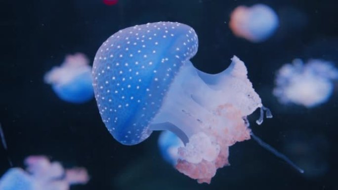 野外生活中的大西洋海荨麻水母。一组游泳发光无脊椎动物。