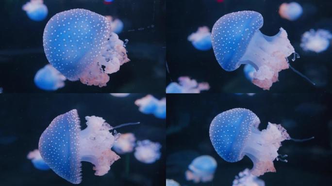野外生活中的大西洋海荨麻水母。一组游泳发光无脊椎动物。