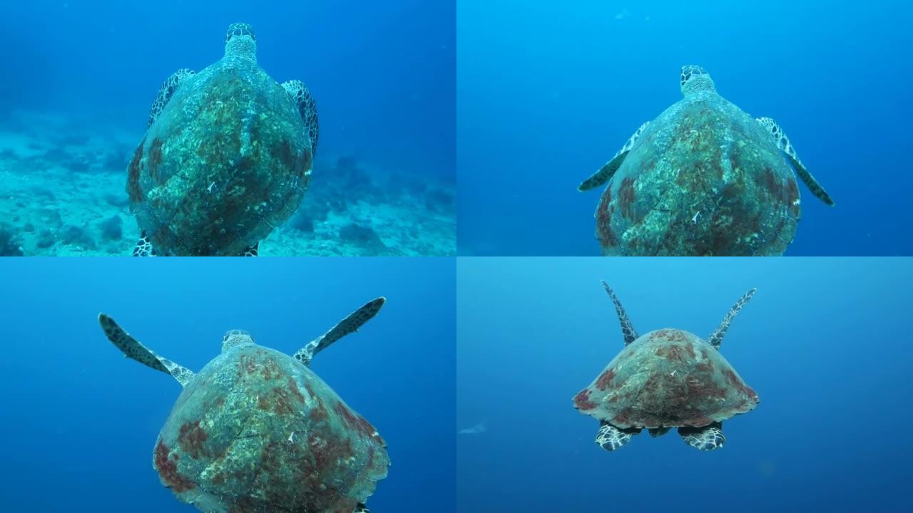 海龟 (玳瑁) 水下上升到海面。