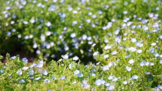 微风吹来的Nemophila