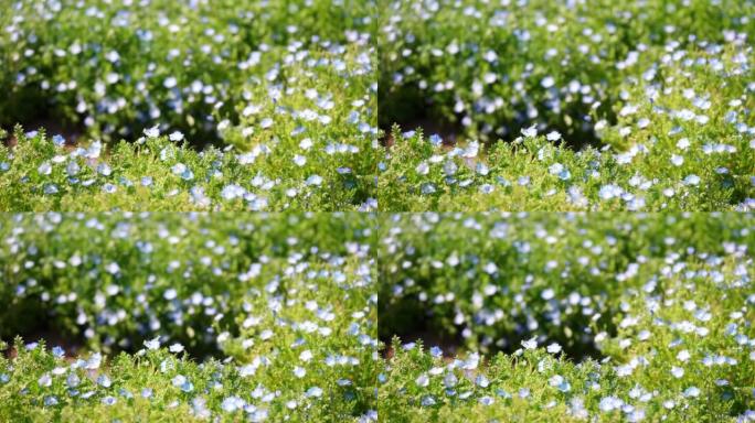 微风吹来的Nemophila