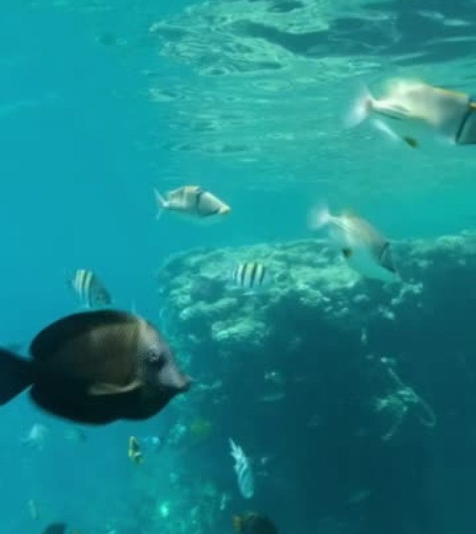 垂直视频: 好奇的蝴蝶鱼学校游泳，看着相机镜头。对角蝴蝶鱼 (Chaetodon fasciatus