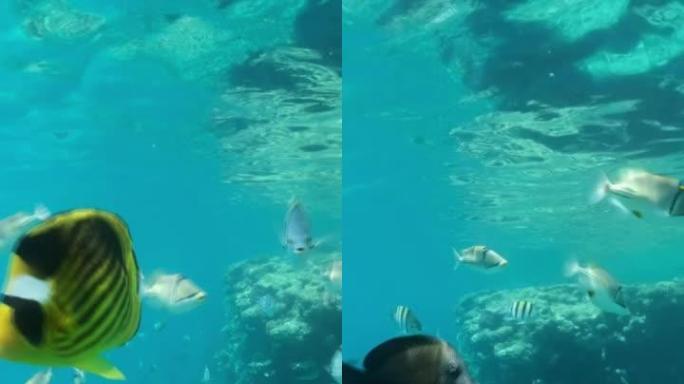 垂直视频: 好奇的蝴蝶鱼学校游泳，看着相机镜头。对角蝴蝶鱼 (Chaetodon fasciatus