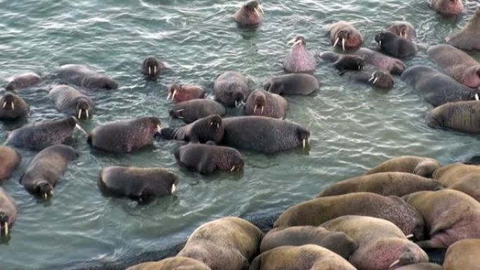 一群海象在斯瓦尔巴特群岛北冰洋海岸的水面附近放松。