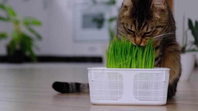 家猫吃草芽燕麦芽宠物专用维生素。在冬季增强免疫力并保持动物的健康。