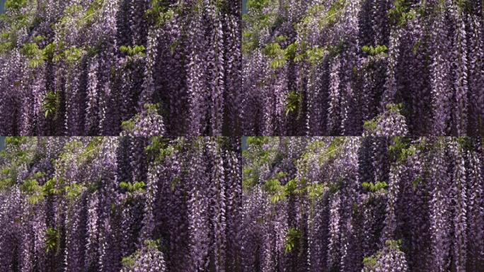 法国春季的紫藤花