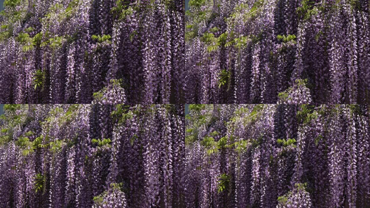 法国春季的紫藤花