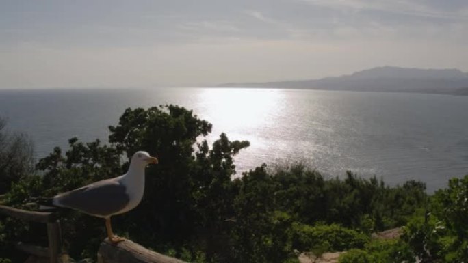 阳光下哭泣的海鸥和海洋风光