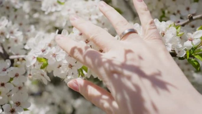 女人的手触摸树上盛开的嫩白花朵