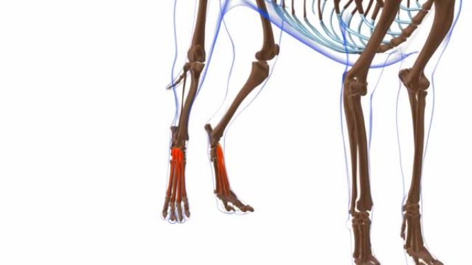 指伸肌短肌狗肌肉解剖医学概念3D