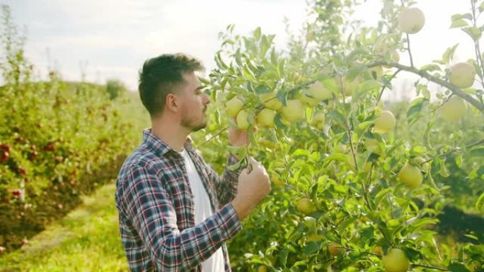 夏季收获苹果的男性农民。农场主闻到了成熟的苹果的味道。