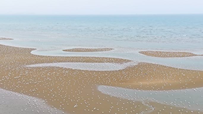 海边成群海鸥飞翔