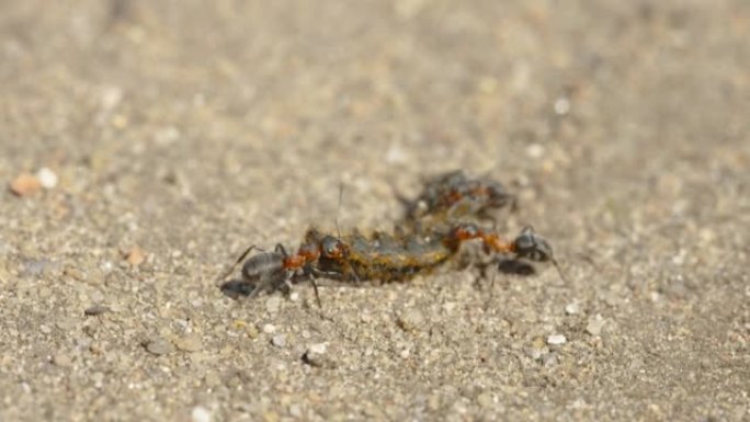 三只红蚂蚁在爱沙尼亚缓缓携带死虫