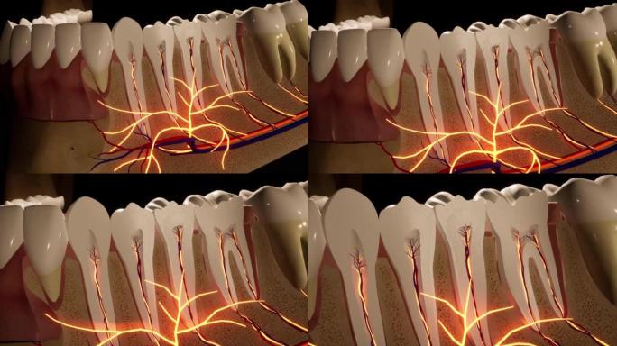牙齿-细节模型-黑色背景上的3D模型动画。神经，切牙齿，动脉。