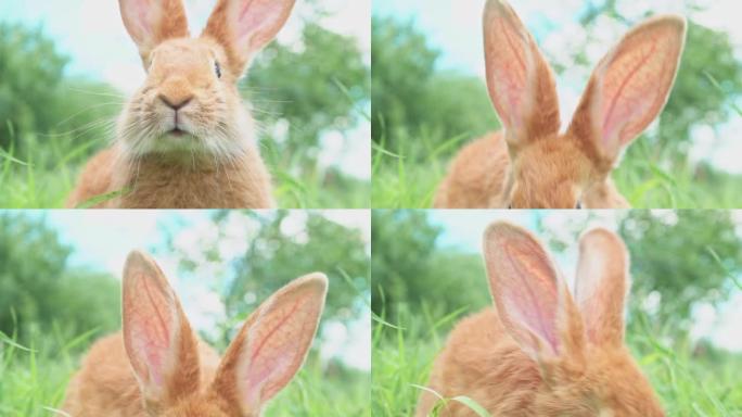 花园中绿色自然背景上的一只有趣的红色兔子的肖像，带有大耳朵和胡须，特写镜头。复活节