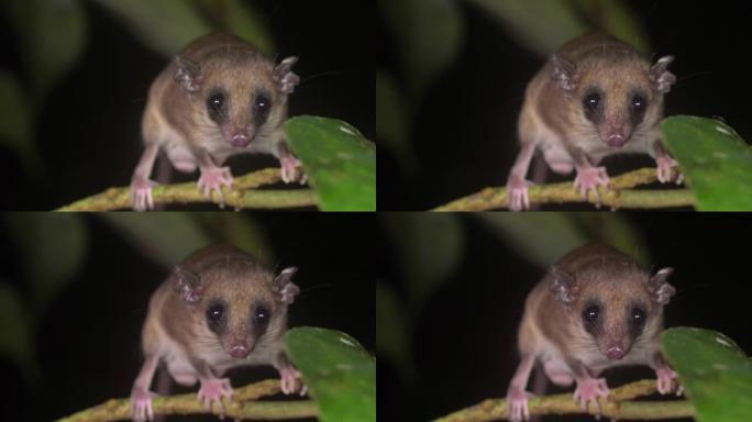 一种微小的小鼠负鼠 (Marmosa sp。)