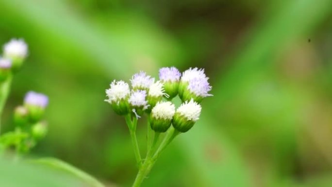 班多坦 (Ageratum conyzoides) 是属于菊科部落的一种农业杂草。用于对抗痢疾和腹泻