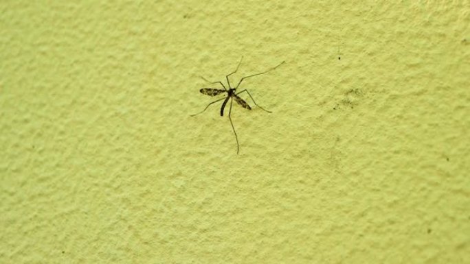 墙上有一只变异的蚊子。有翅膀的大蚊子。昆虫