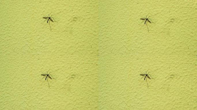 墙上有一只变异的蚊子。有翅膀的大蚊子。昆虫