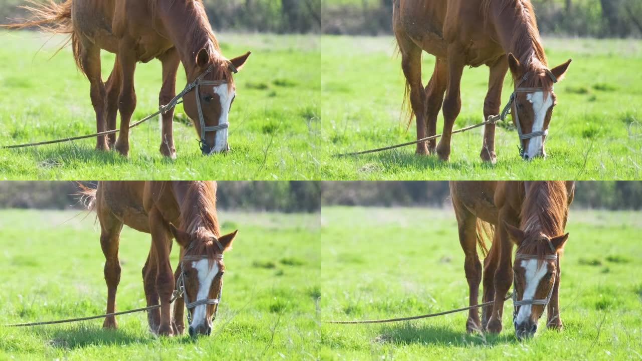 瘦栗马在农场草原牧场上放牧时吃草