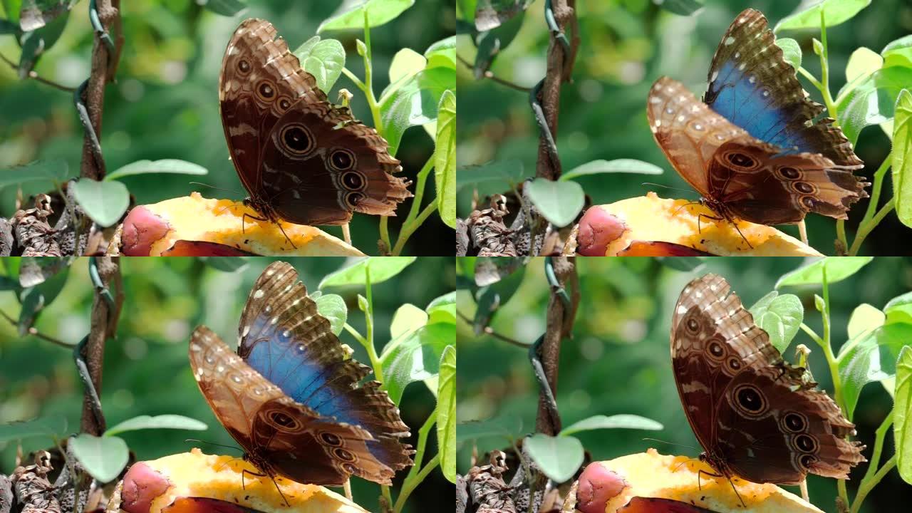 蓝色大闪蝶展开翅膀的慢动作特写
