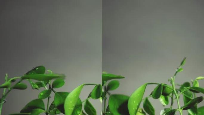 雨水水滴幼苗土壤垂直种植