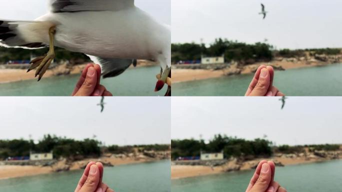 抢零食的海鸥