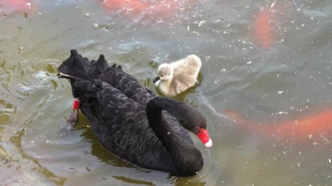 黑天鹅与幼崽一起在水中觅食