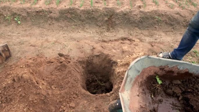 一个人从手推车上把腐殖质或堆肥倒入一个洞中。
