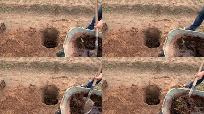 一个人从手推车上把腐殖质或堆肥倒入一个洞中。
