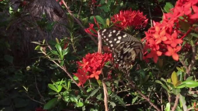 红花上的燕尾蝶，慢动作，录像。