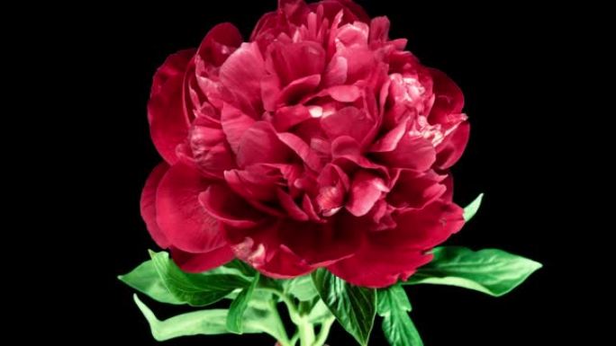 黑色背景上的红牡丹开放花。吠陀概念。盛开的植物将花瓣的颜色从红色变为粉红色。前视图