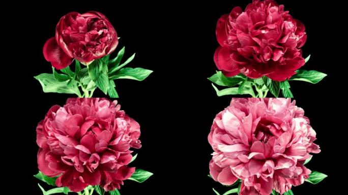 黑色背景上的红牡丹开放花。吠陀概念。盛开的植物将花瓣的颜色从红色变为粉红色。前视图
