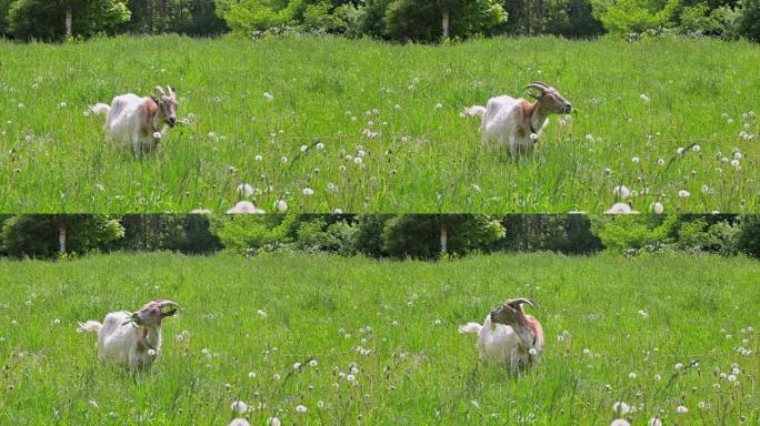 晴天，一只年轻的山羊在农场的草地上放牧。一只小山羊站在绿草丛中，咀嚼着草。农场的畜牧业和家禽养殖。