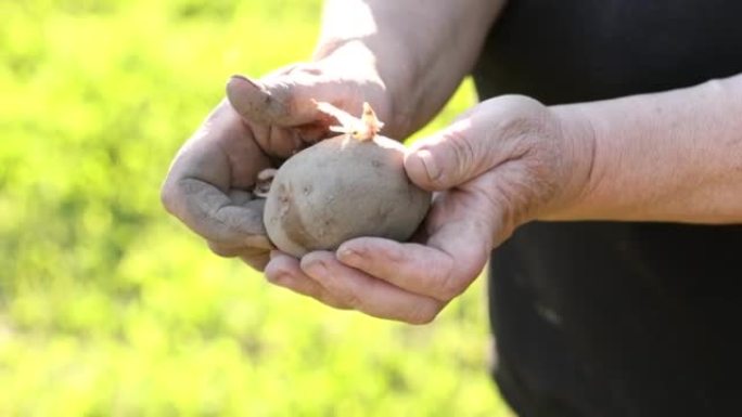 一个女人手里拿着发芽的土豆。在地里干活后累脏手摘土豆