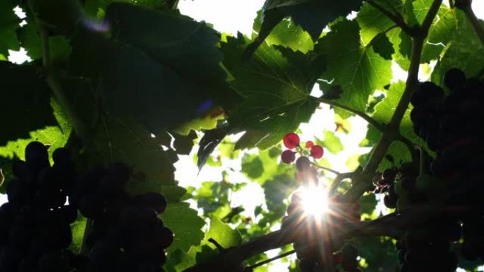 色彩丰富的酿酒葡萄和绿叶在风中翩翩起舞