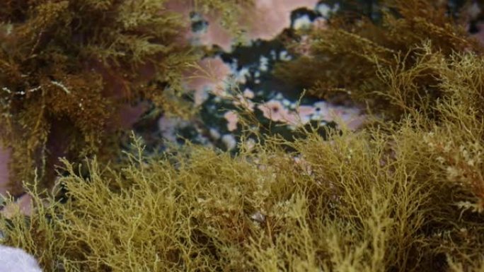 海藻、藻类、水下小贝壳。