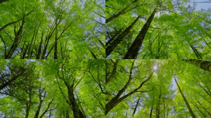 山里的森林，那里生长着五颜六色的新鲜绿树
