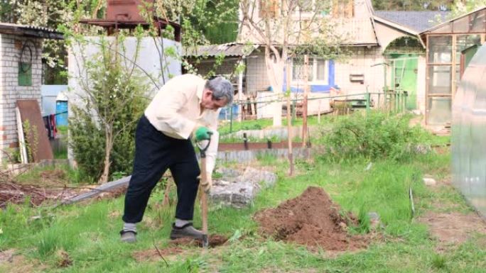 一位白发苍苍的老人正在挖洞，用铁锹种树。