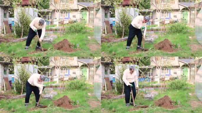 一位白发苍苍的老人正在挖洞，用铁锹种树。
