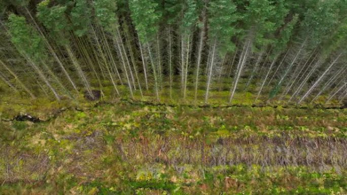 人工林林地鸟瞰图显示森林砍伐和人工林