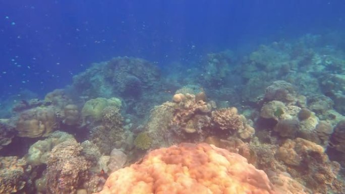 在泰国攀牙素林岛国家公园美丽的珊瑚礁里，成群的珊瑚鱼在游泳