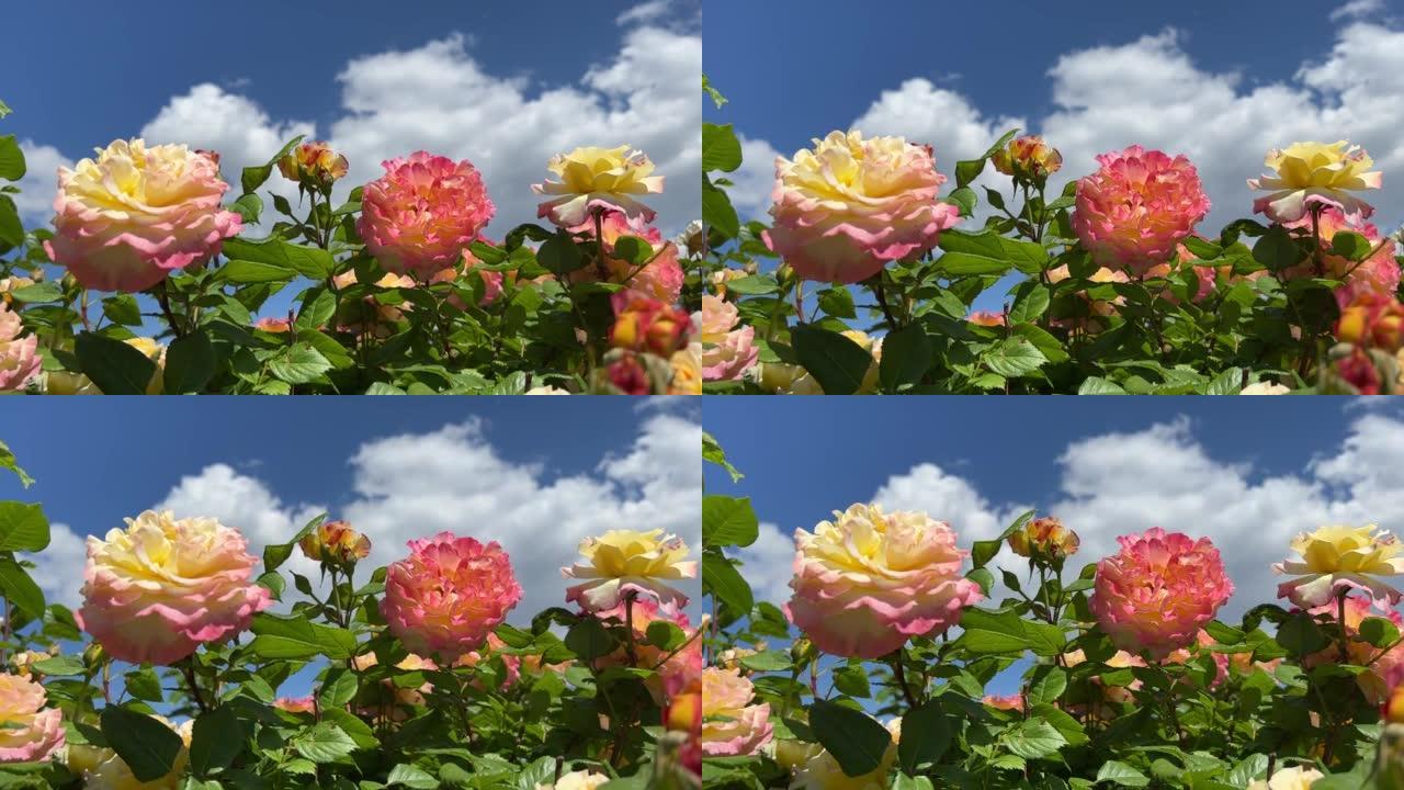 美丽的玫瑰花粉红色的黄色在花园的天空云彩下绽放。