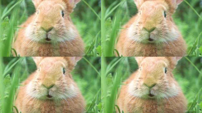 花园中绿色自然背景上的一只有趣的红色兔子的肖像，带有大耳朵和胡须，特写镜头。复活节