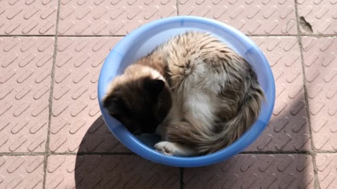 可爱的布娃娃猫在阳光明媚的下午睡在塑料盥洗盆里，高角度视角，4k循环镜头。